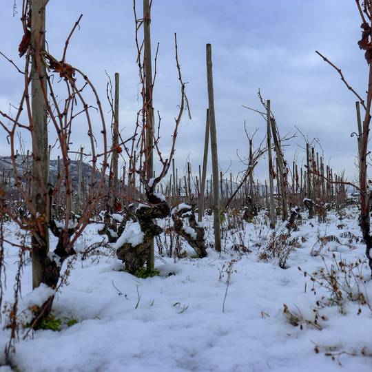Randonnée dans les vignes à Mauves
