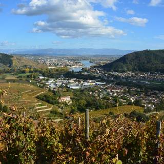 Vignes avec vue sur le Rhône