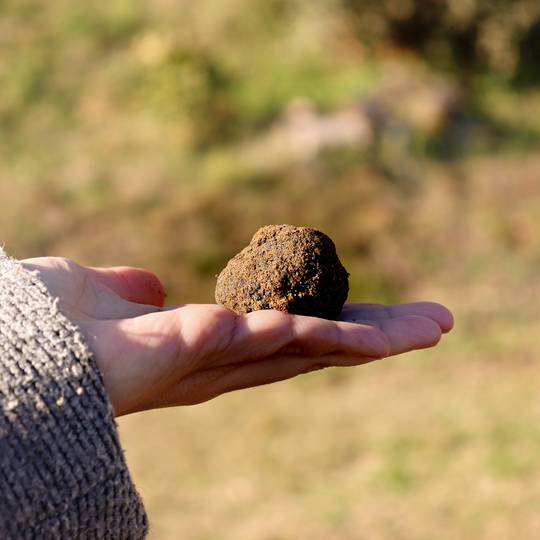 Cavage de Truffe à la Baume Saint-Antoine