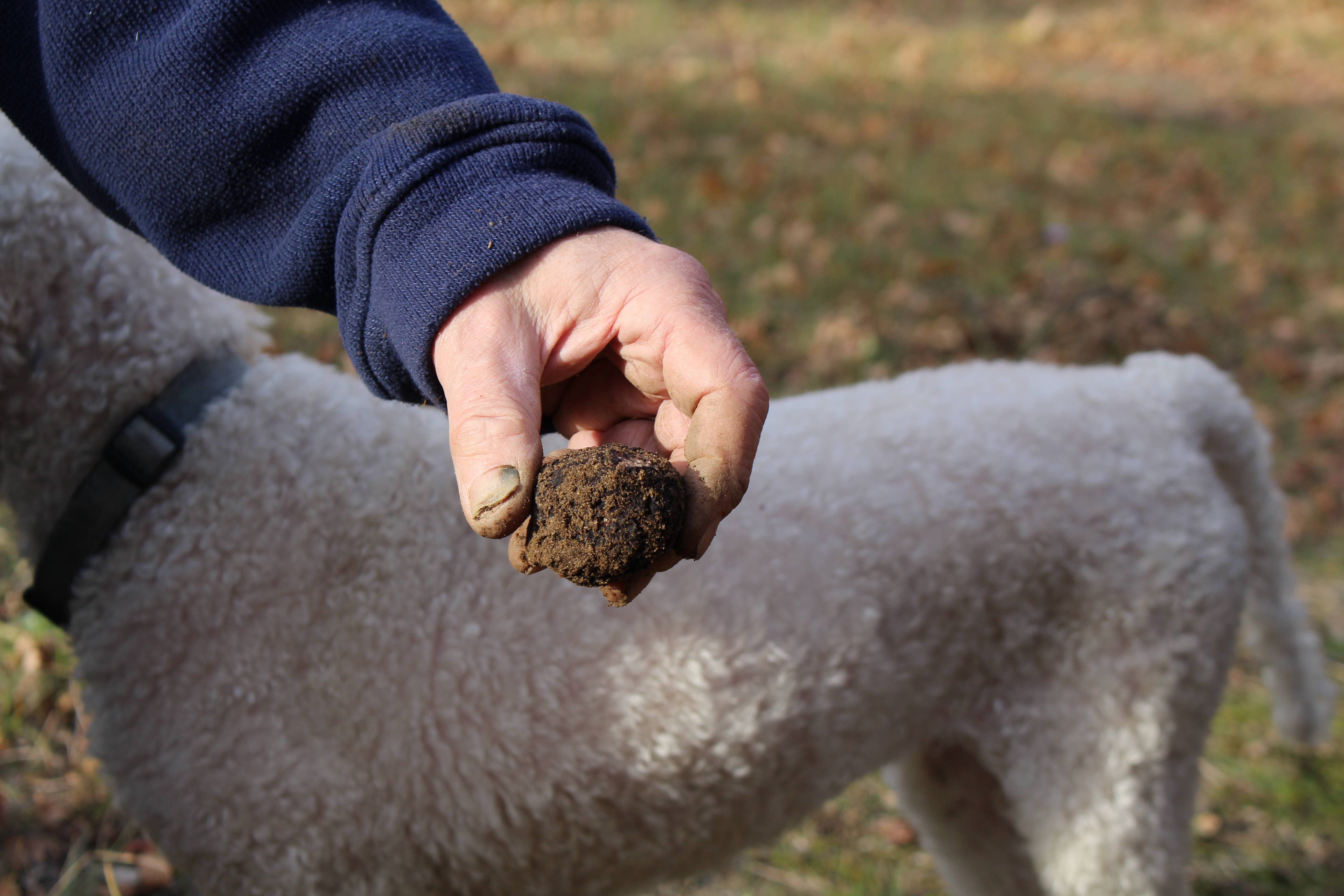 La Truffe En Drome Des Collines