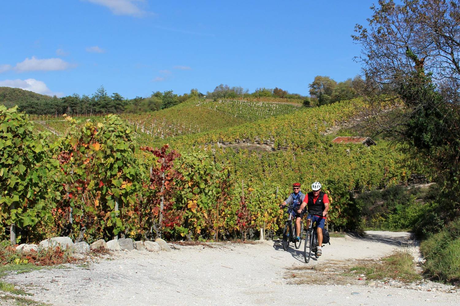 Balade en Vélo à assistance électrique dans les vignes