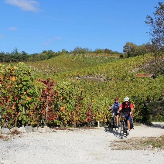 Balade en Vélo à assistance électrique dans les vignes