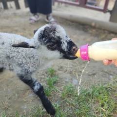 Parc animalier 1001 cornes