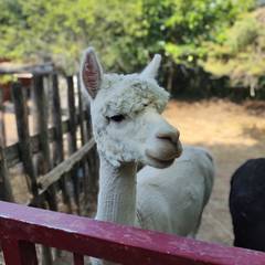 Parc animalier 1001 cornes