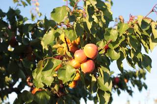Apricots from the Rhone Valley