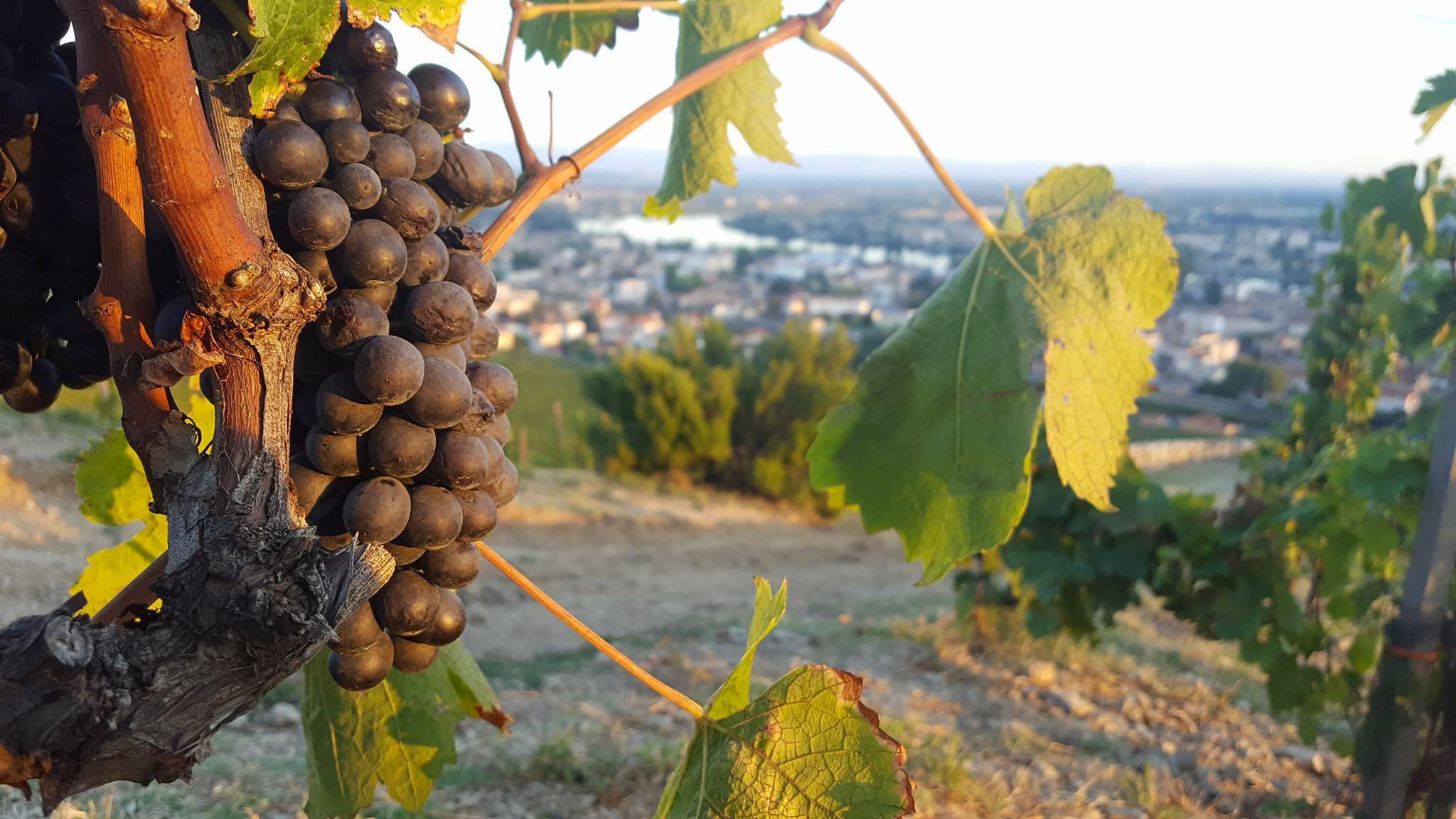 Syrah de la Vallée du Rhône