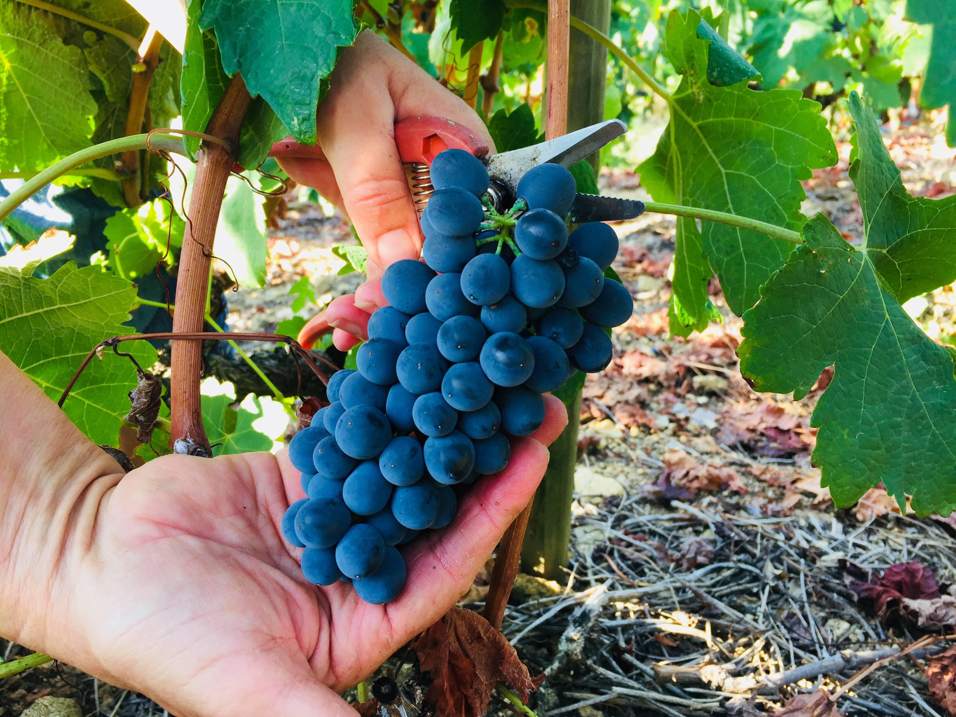 Vendanges de la syrah