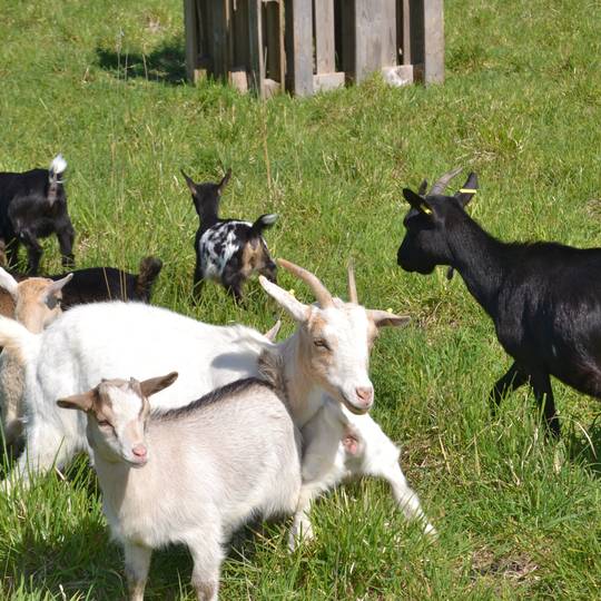 Mini ferme de Navas - Saint victor