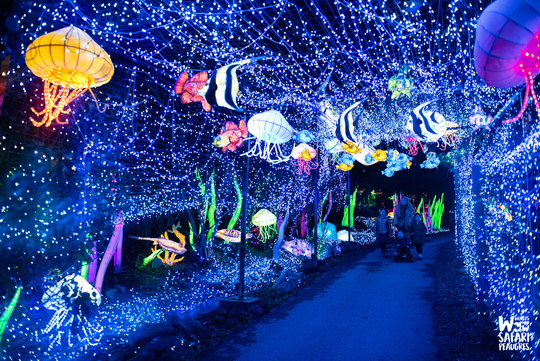 Festival Lumière Sauvages au Safari de Peaugres 