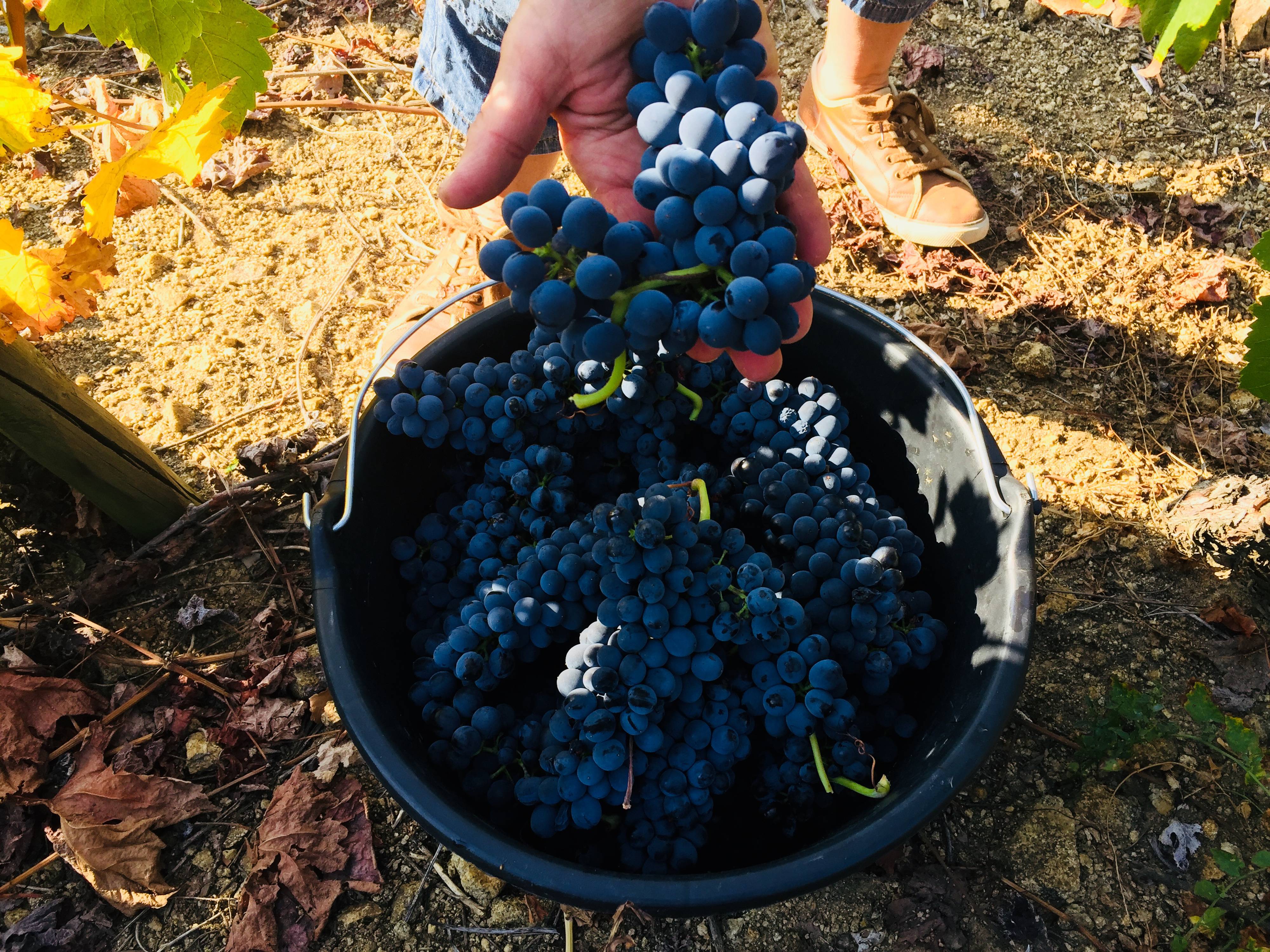 Atelier vendanges en vallée du Rhône