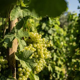 Raisins - Colline de l'Hermitage