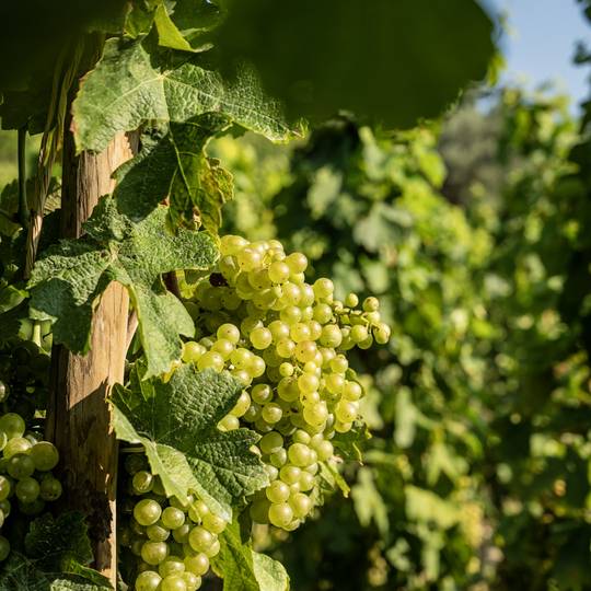 Raisins - Colline de l'Hermitage