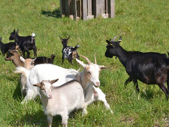 Mini ferme de Navas - Saint victor