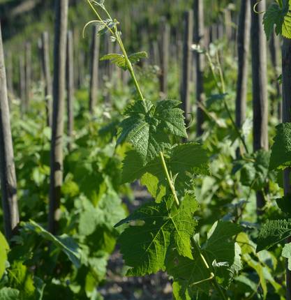 Alice has tested a ride in « Rosalie » through the vineyards