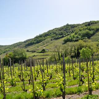 Vignes de Mauves 