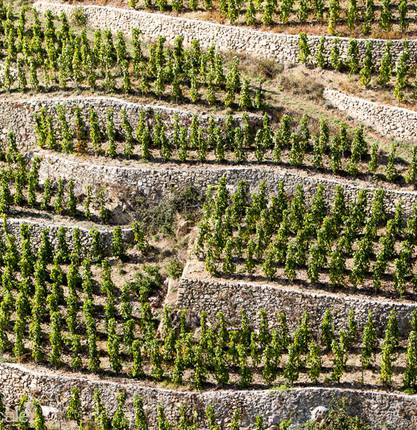 Nos Vignobles