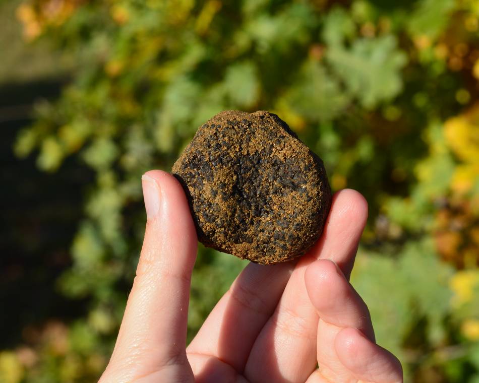 Où acheter de la truffe noire de la Drôme des Collines ?