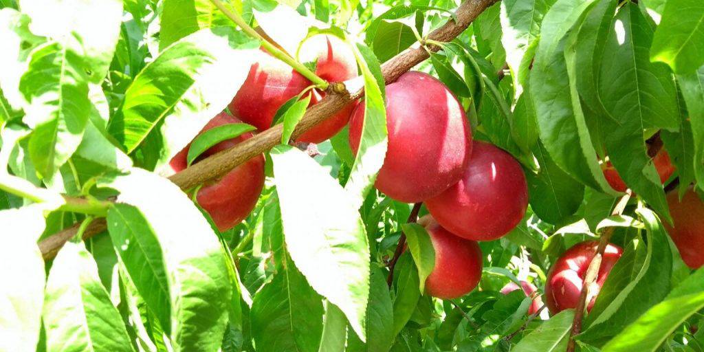 Nectarine de la Drôme