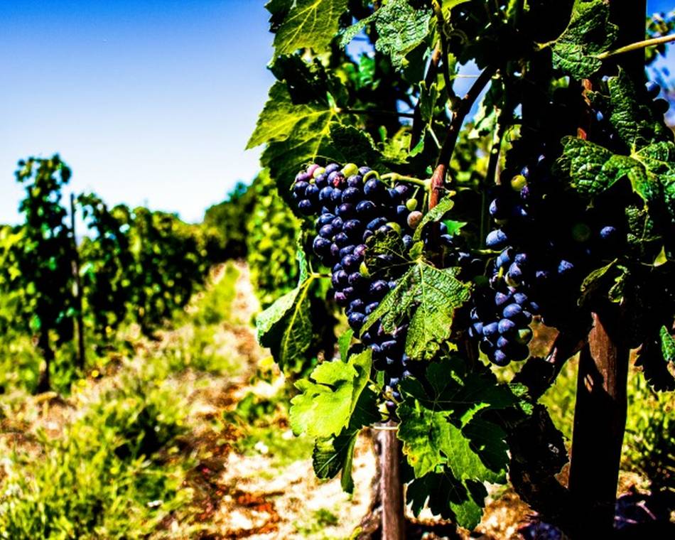 My wine road
