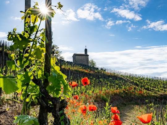 Colline de l'Hermitage