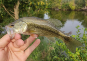 black bass goules
