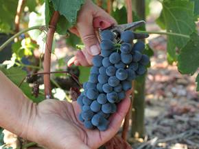 the grape harvest in Ardèche Hermitage region