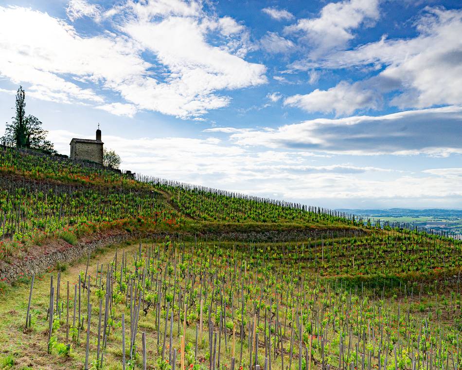 Visiter la Colline de l'Hermitage : panorama, randonnée et vins de légende