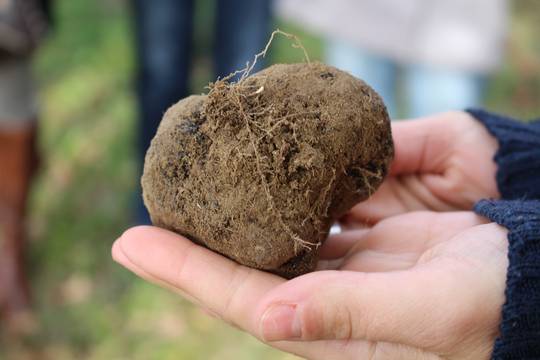 Truffes et cavage