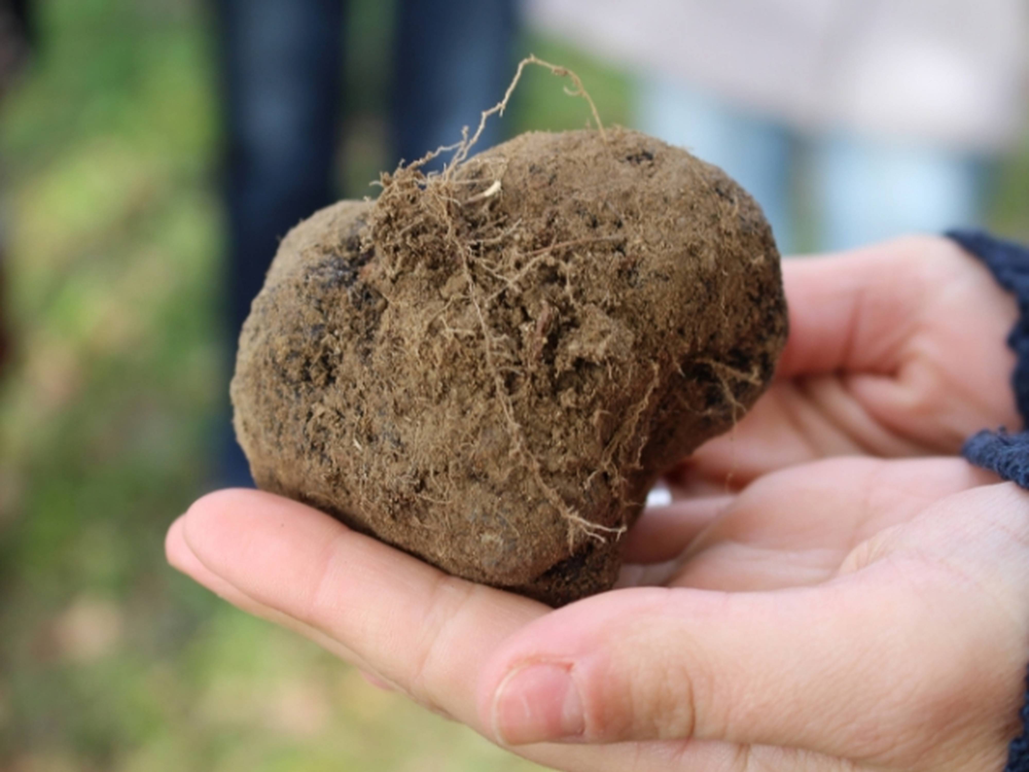Truffes noires de la Drôme des collines