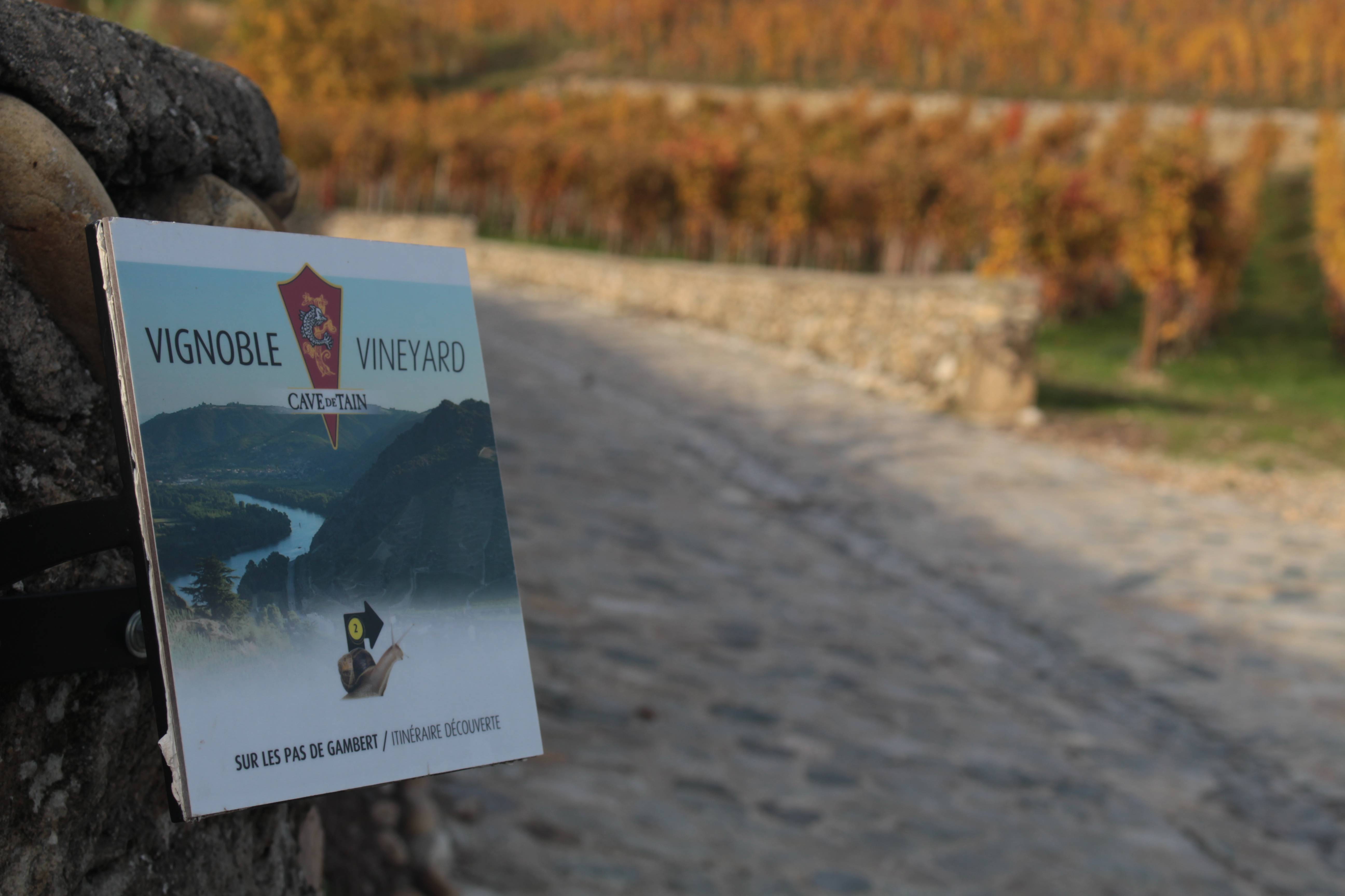Sur les pas de Gambert - hike in the vineyards
