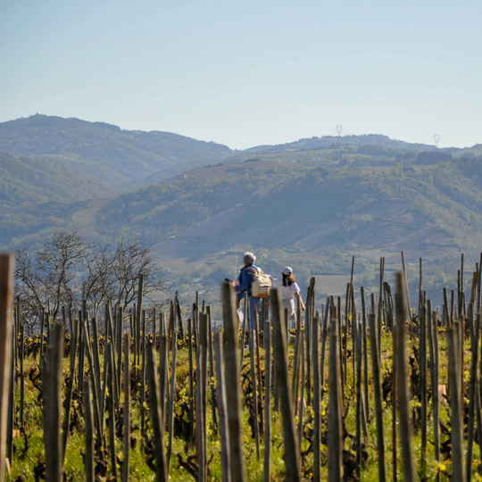 Randonnée dans les coteaux de l'Hermitage