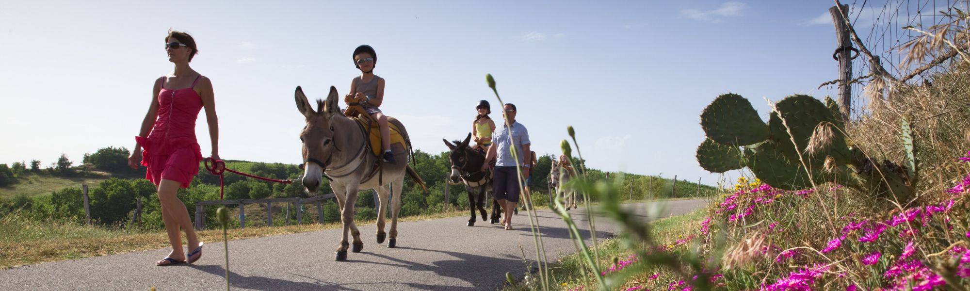Balade avec les ânes