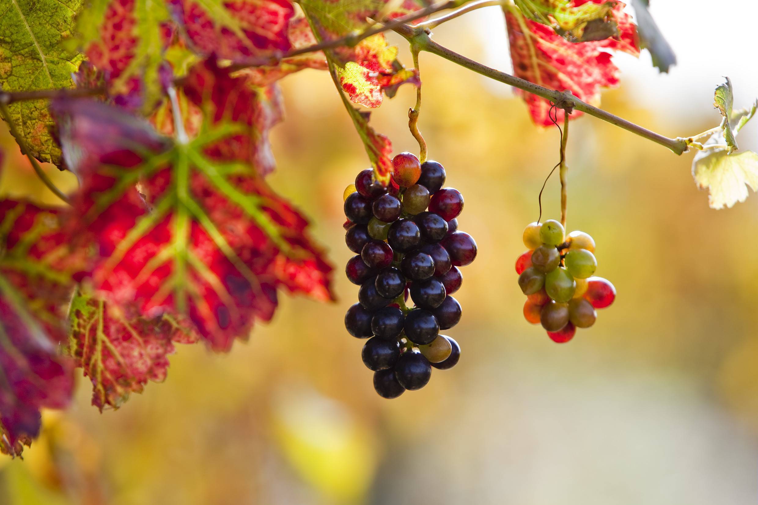 Le Fascinant week-end Vignobles & Découvertes 2020