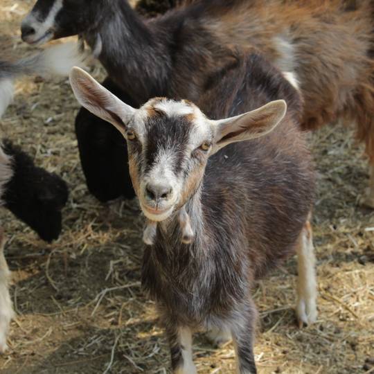 1001 cornes - charmes sur l'herbasse