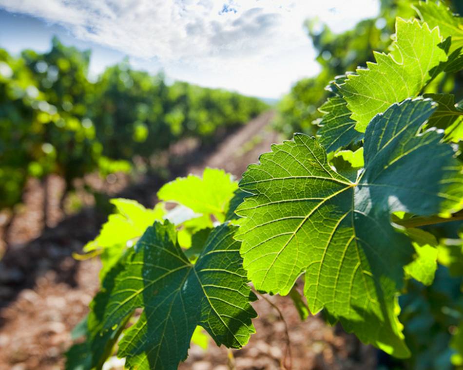 Week-end dégustation en Vallée du Rhône