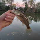 Black bass poisson
