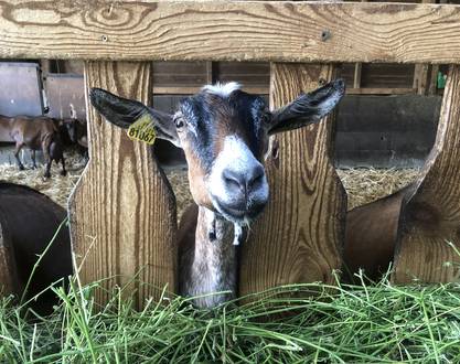 La ferme de l'Amélie