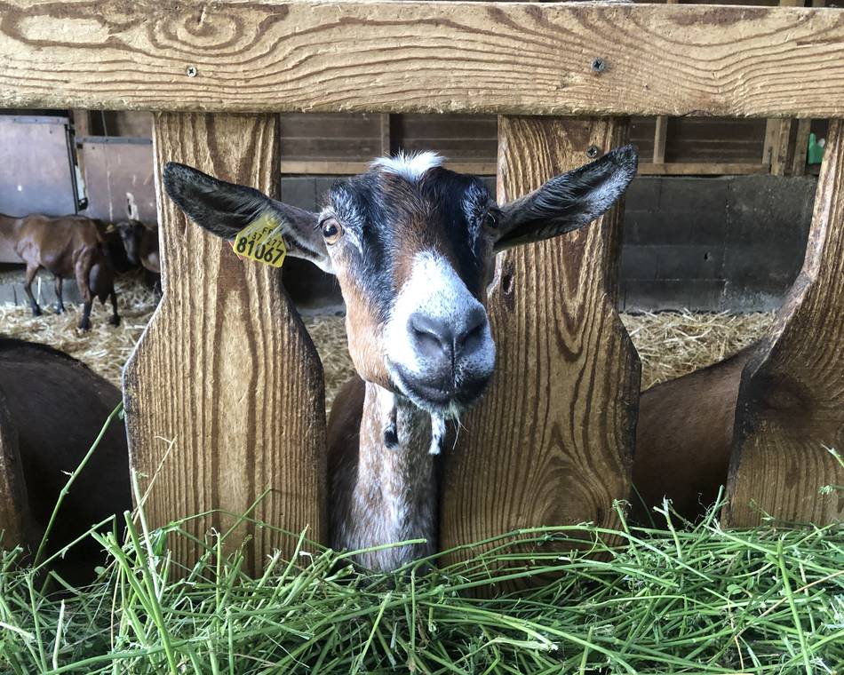 La ferme de l'Amélie