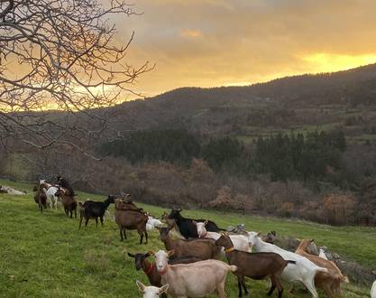 La Ferme de l'Amélie