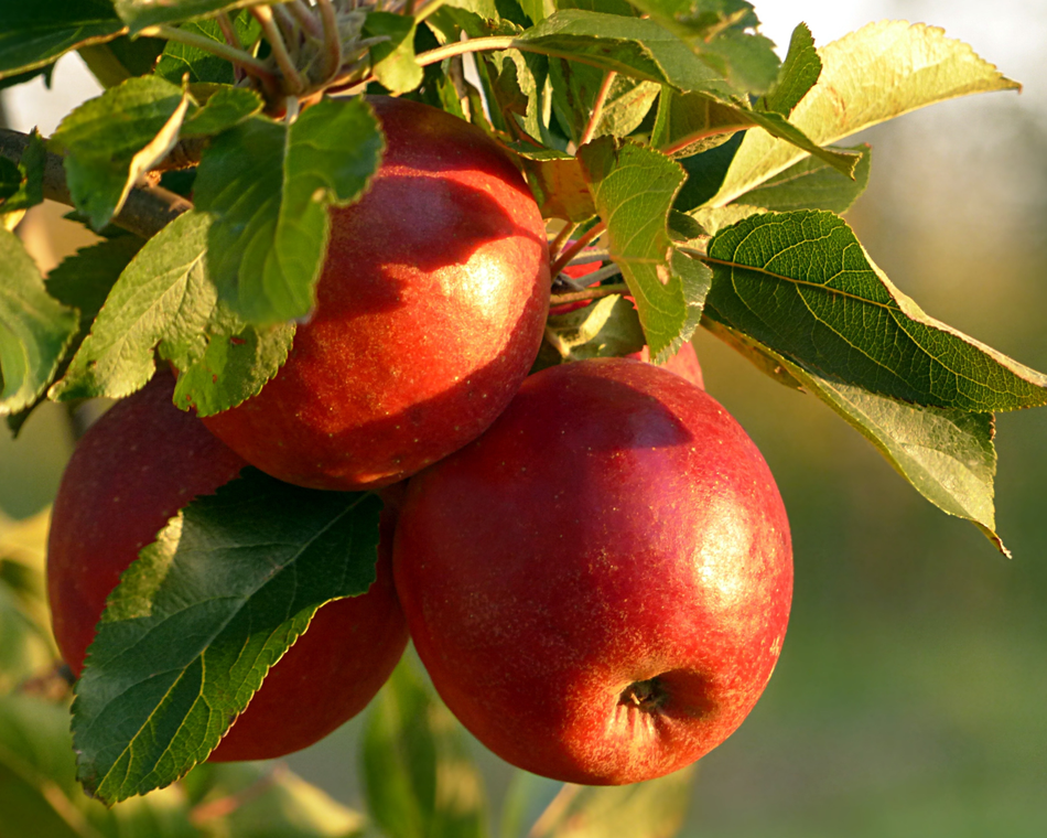 Foire aux Pommes de Pailharès
