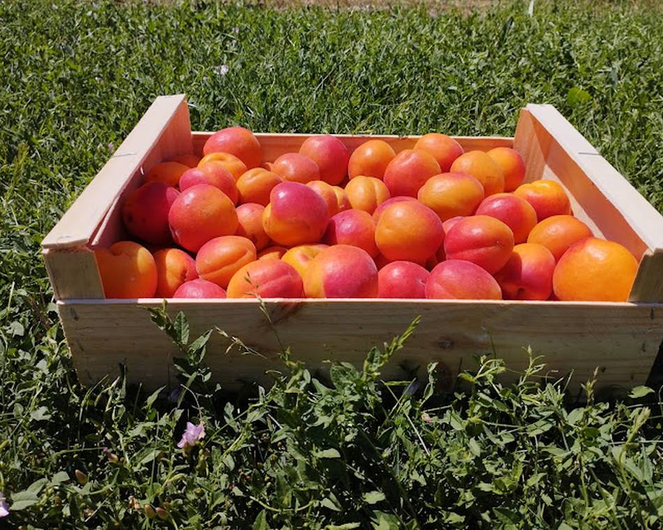 Visite et dégustation - Maison de l'abricot - Gobert, le fruit de 4 générations