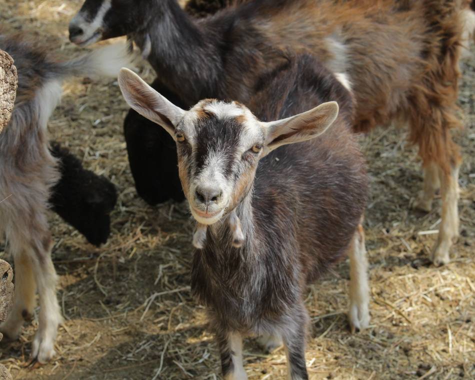 Chasse au trésor au parc 1001 cornes : Aravis à la rescousse !