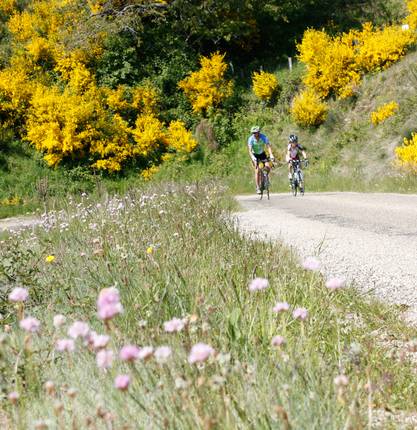 On the trail of the Ardechoise : Chestnut