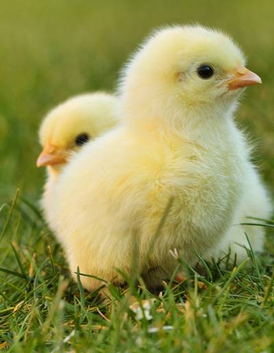 image-Ferme les Pins - De ferme en ferme