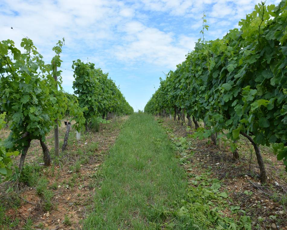 From islands to vineyards