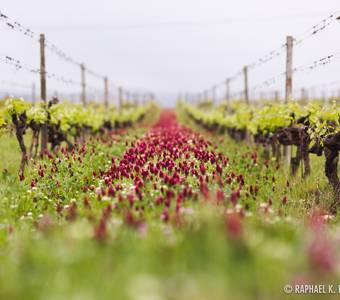 image-Détours en vignes : Crozes Hermitage