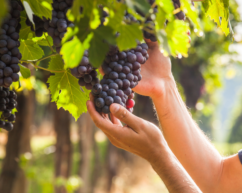 Expérience vigneronne : Les vendanges - M. Chapoutier