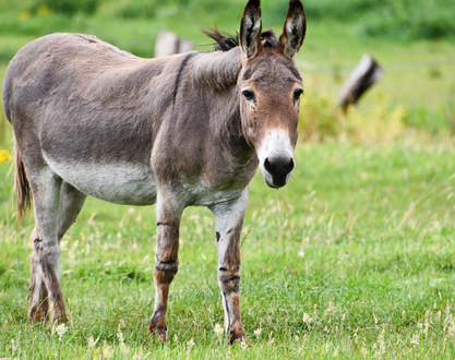 Balade à pied avec chevaux, ânes et poneys