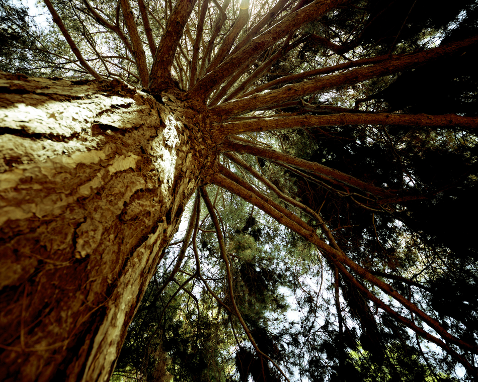 Marché aux arbres de Nectardéchois