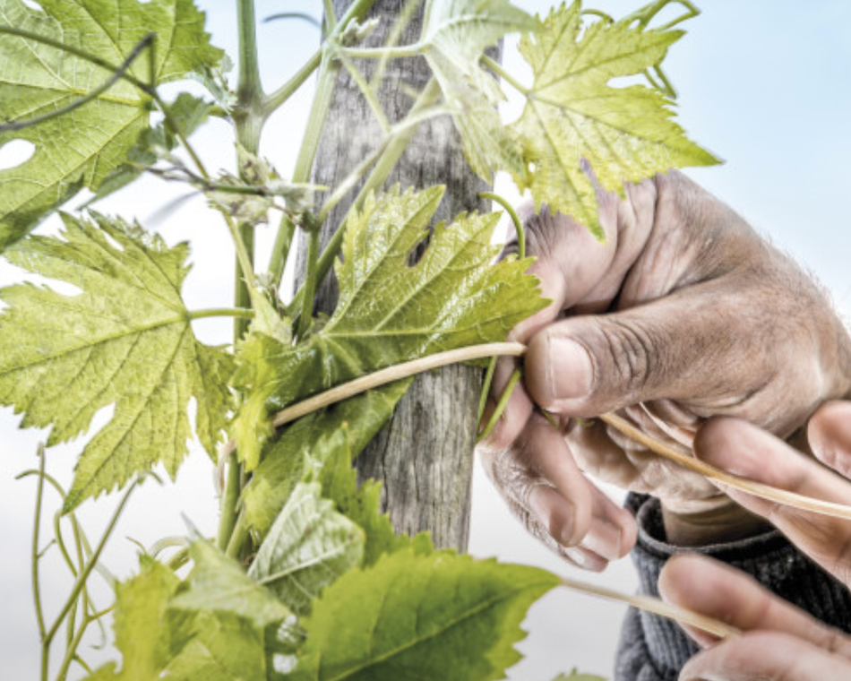 Discovery Workshop: 'Rare and Ancient Grape Varieties' - M. CHAPOUTIER